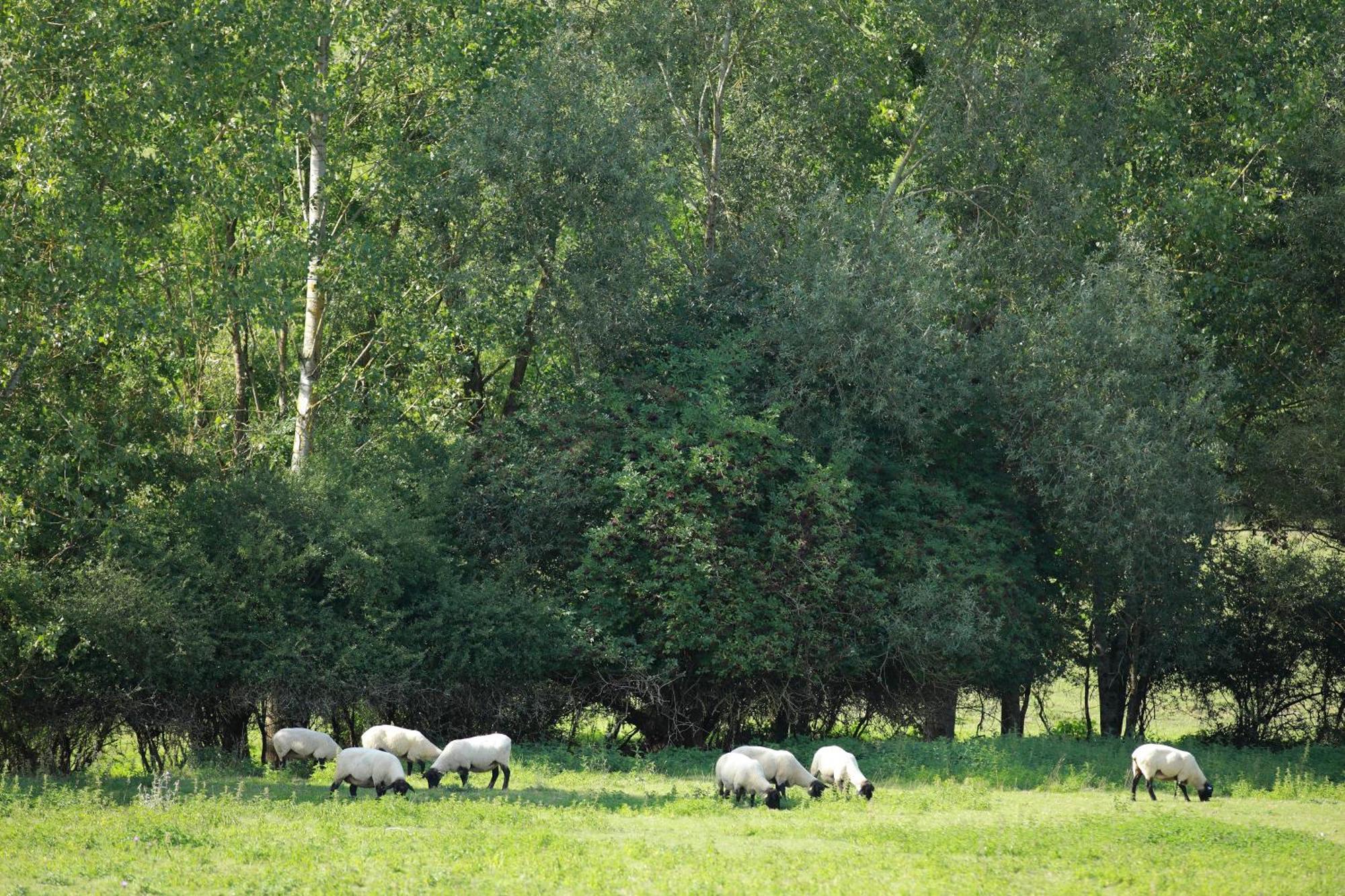 Auberge Du Parc Baudricourt Rom bilde